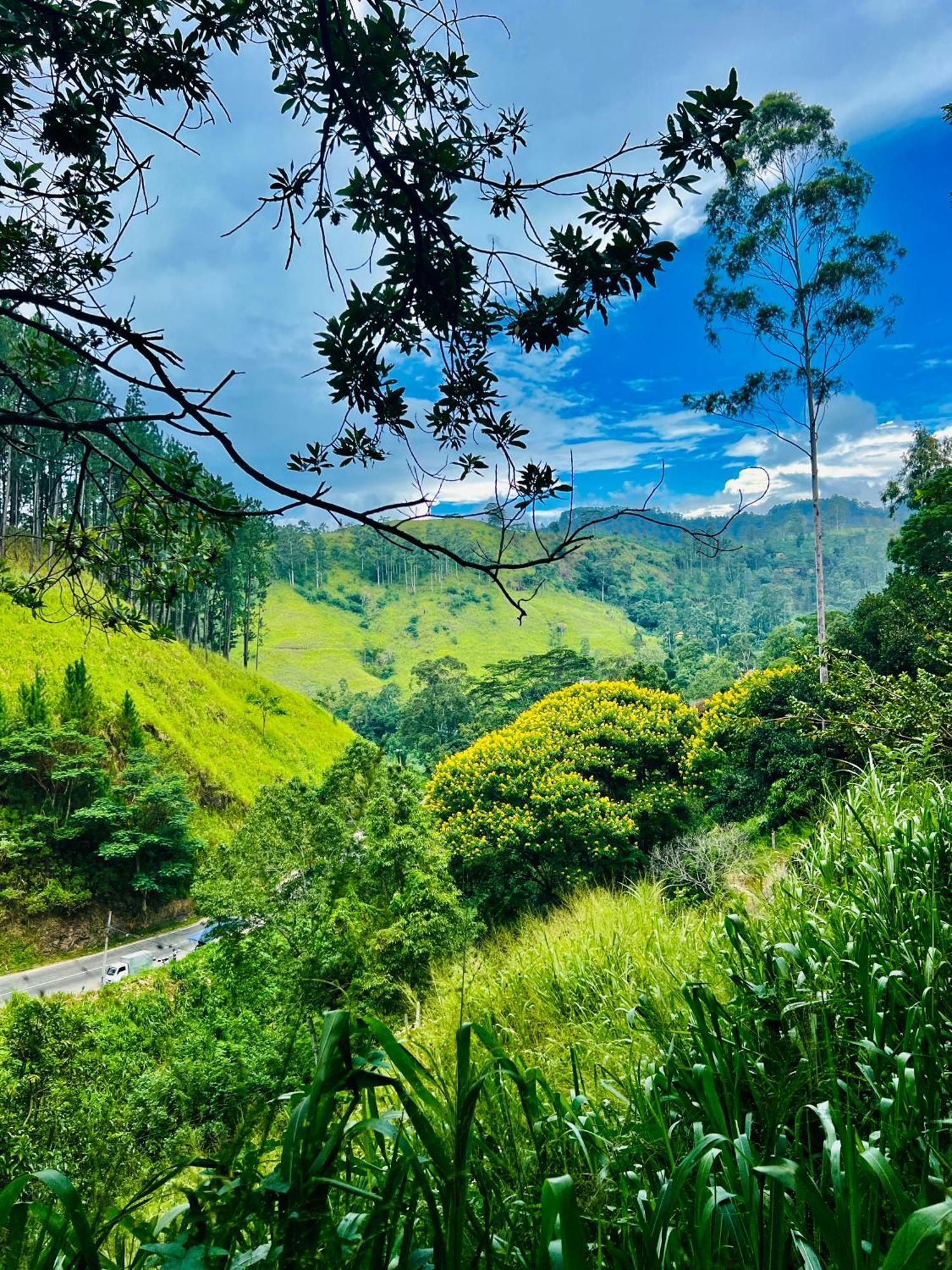 Pineview Lodge Ella Ngoại thất bức ảnh
